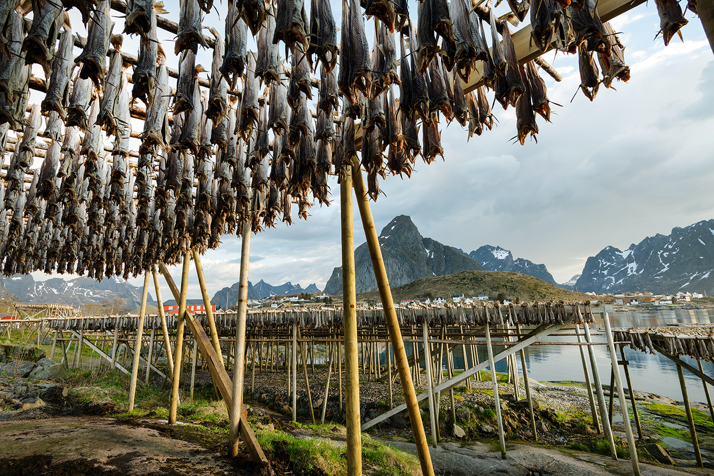 Stockfisch Reine Lofoten